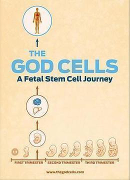 生死之争：胎儿干细胞